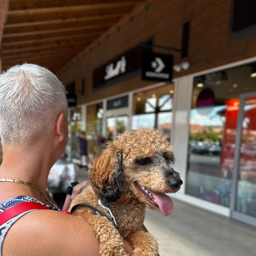 🐶🐾 @premieroutlet_budapest #premieroutlet_budapest #rosretailoutletshopping #weloveoutletshopping #sale #dog...